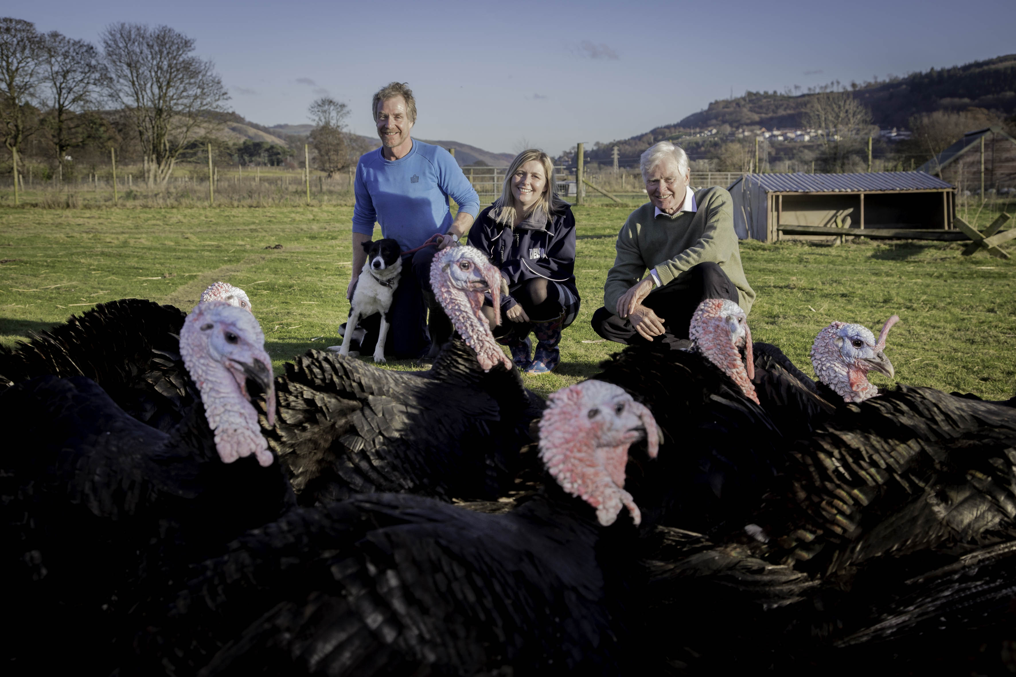 Cosseted Christmas turkeys destined for top chefs’ tables thanks to delivery firm Delsol