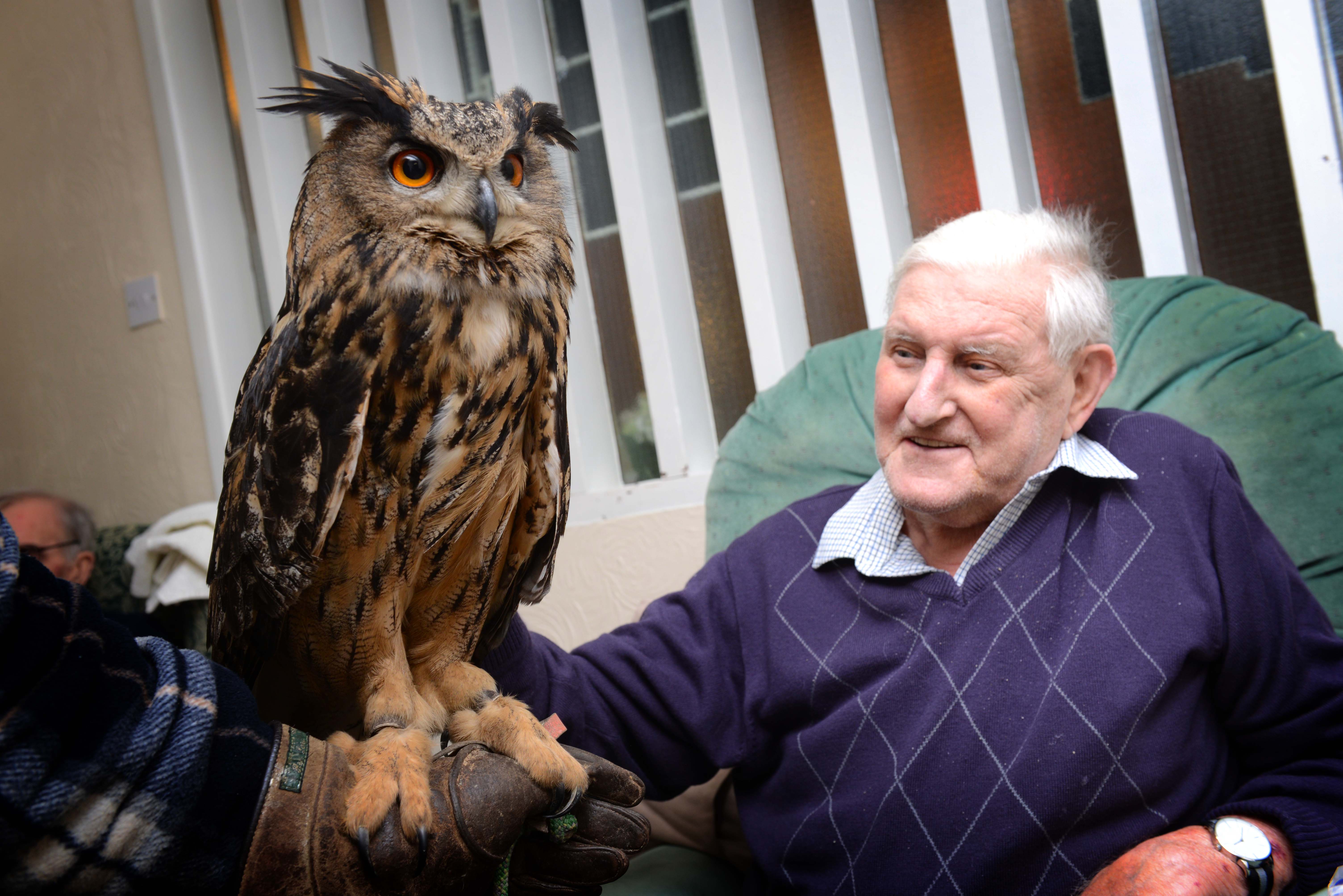 Residents have a hoot as owls pay a flying visit to nursing home