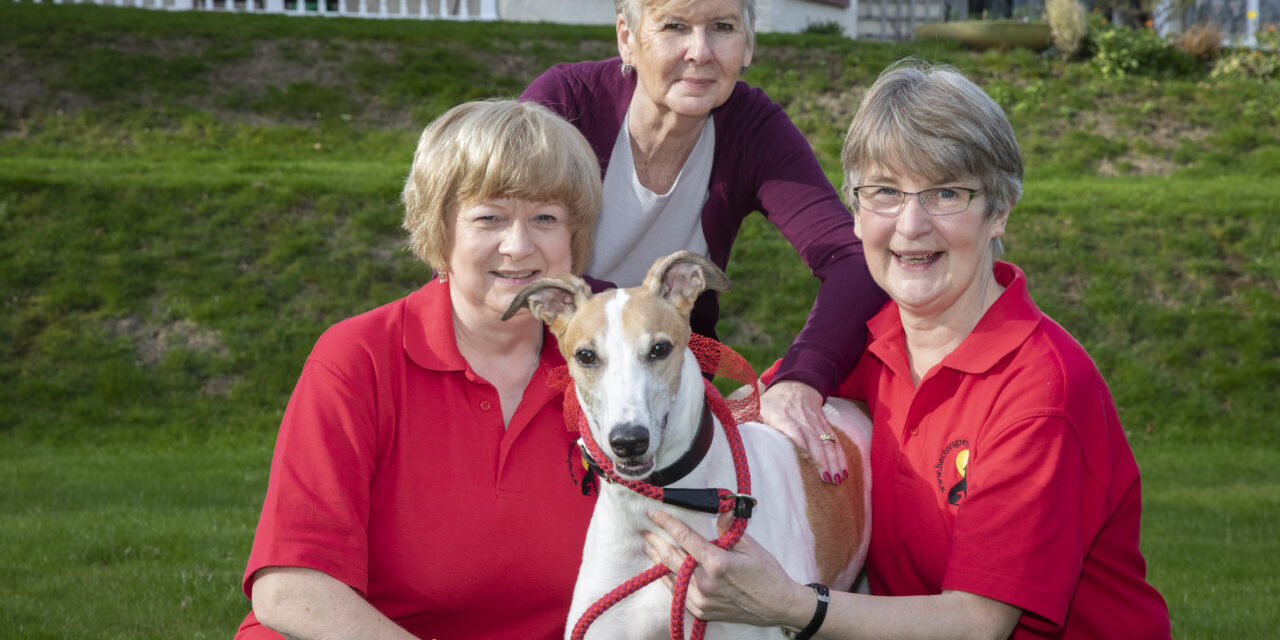 Rescued greyhound racer Dexter loves life in slow lane at care home