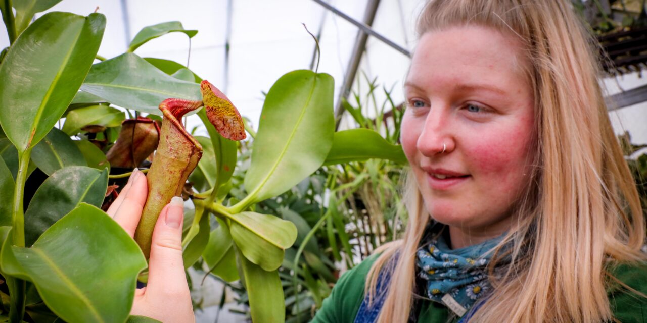 Are you brave enough to touch a deadly meat-eating plant?