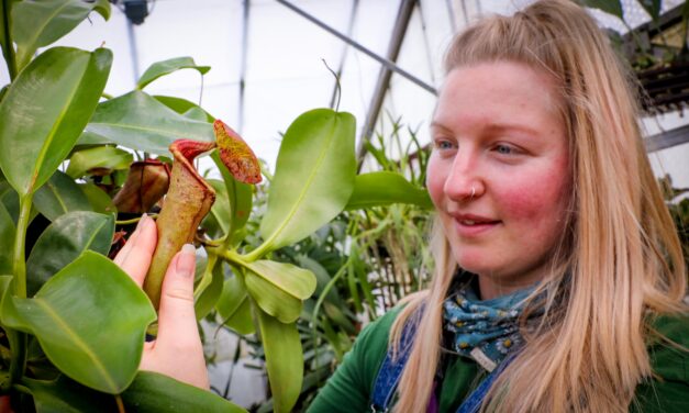 Are you brave enough to touch a deadly meat-eating plant?