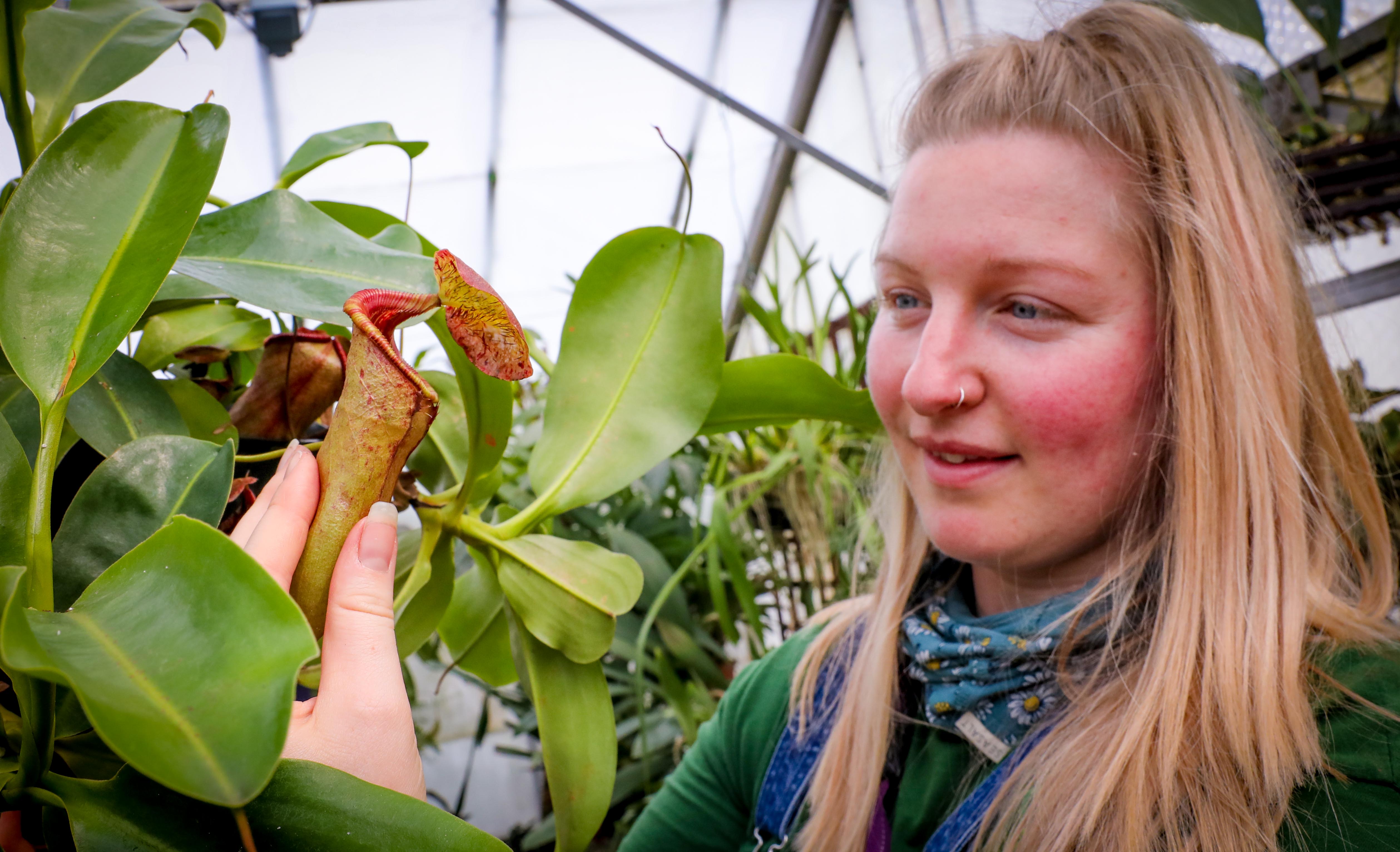 Are you brave enough to touch a deadly meat-eating plant?
