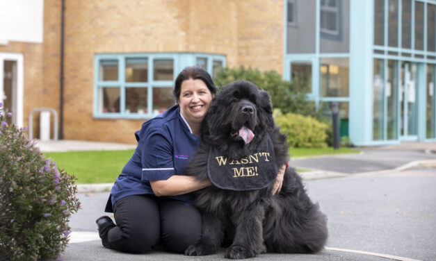 Giant dog Dash is a big winner