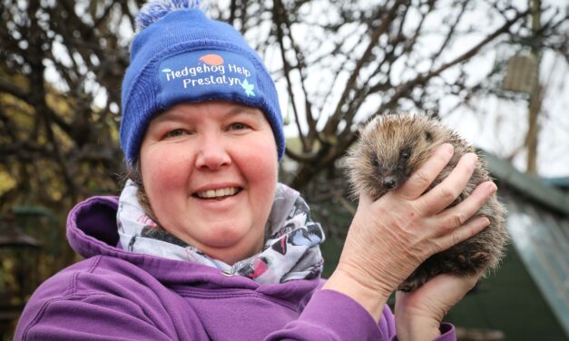 Endangered hedgehogs find a true friend in former nurse Tracy