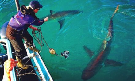 Diving with great white sharks all in a day’s work for Bangor University graduate Alison
