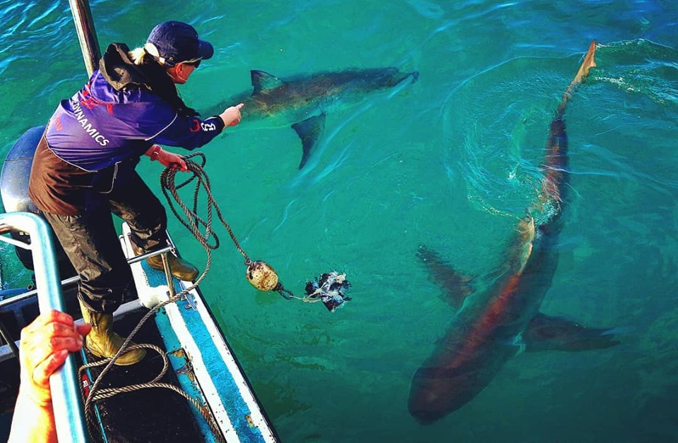 Diving with great white sharks all in a day’s work for Bangor University graduate Alison