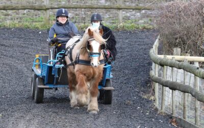 Inspirational action man Matt on mission to become a carriage driving champion