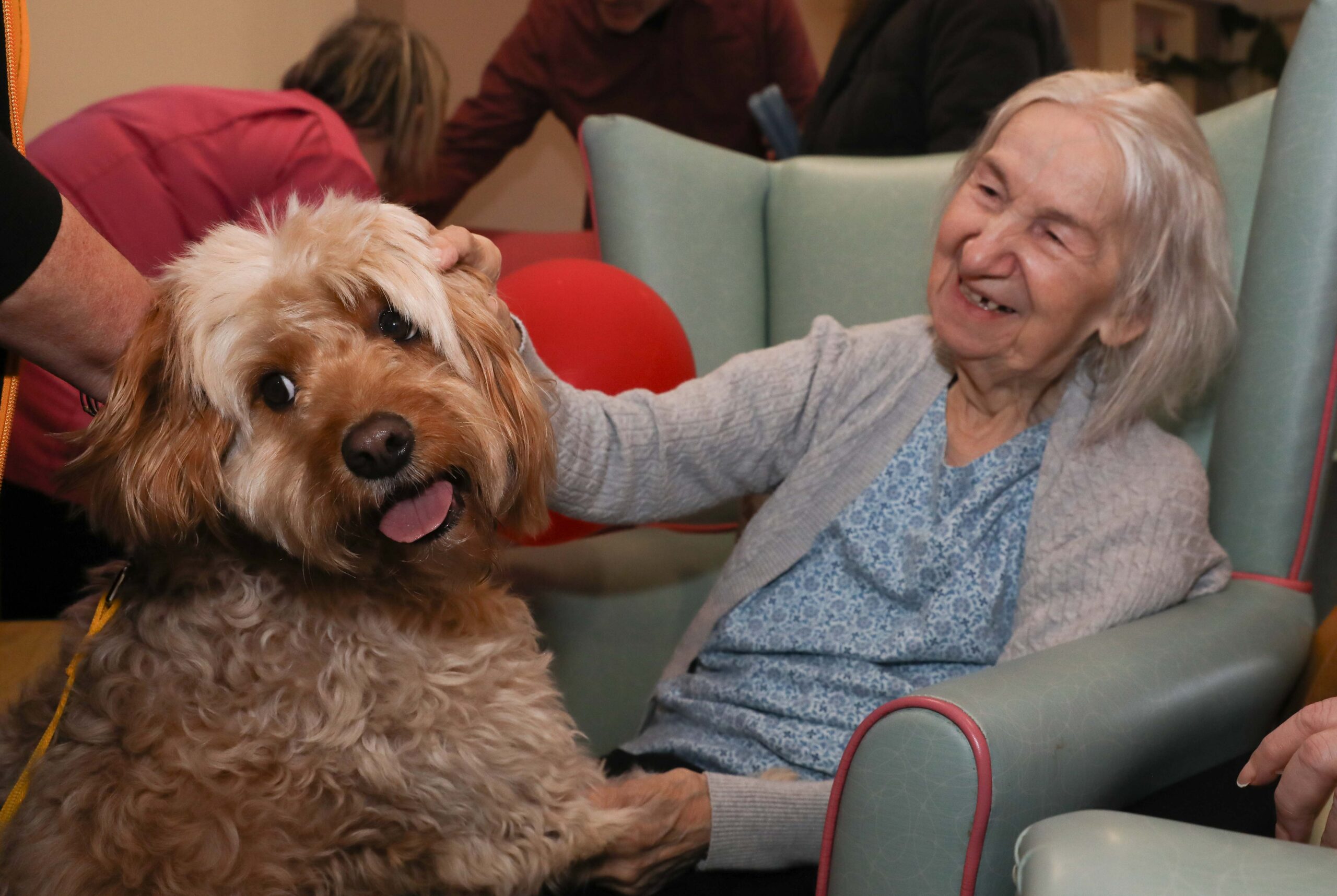Paws for thought: Fluffy Ned the Cavapoo brings tail-wagging joy to North Wales care home